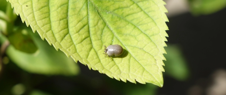 Filled tick found on client's leaf on property in Westerville, OH.