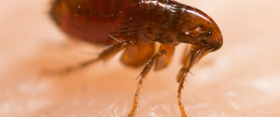 A flea has landed on a person's skin and is now crawling around in Ashland, OH.