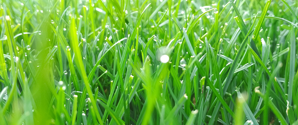 Grass with morning dew on the tips of each blade in Bucyrus, OH.
