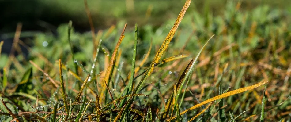 Grass infected with rust disease on a property in Mansfield, OH.