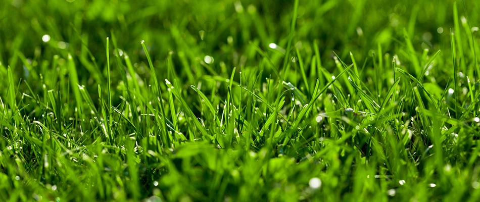 Thick, dark green grass on a lawn near Fairlawn, OH.