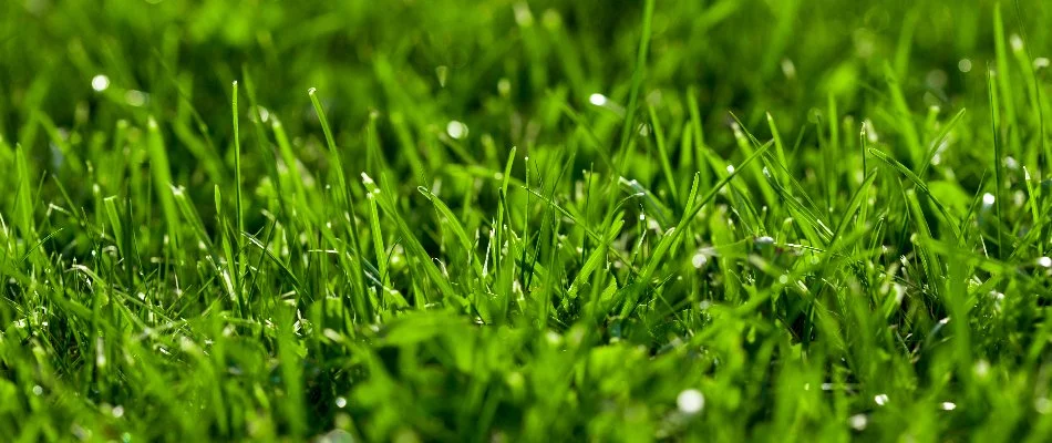 Green grass blades in North Olmsted, OH.