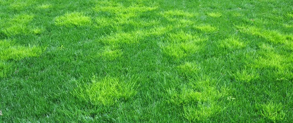 Lawn in Mansfield, OH, with a lot of weeds.