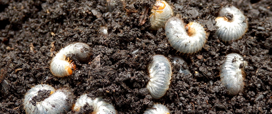 Grubs crawling in the dirt beneath a lawn being eaten in and around the Bellville, OH area.