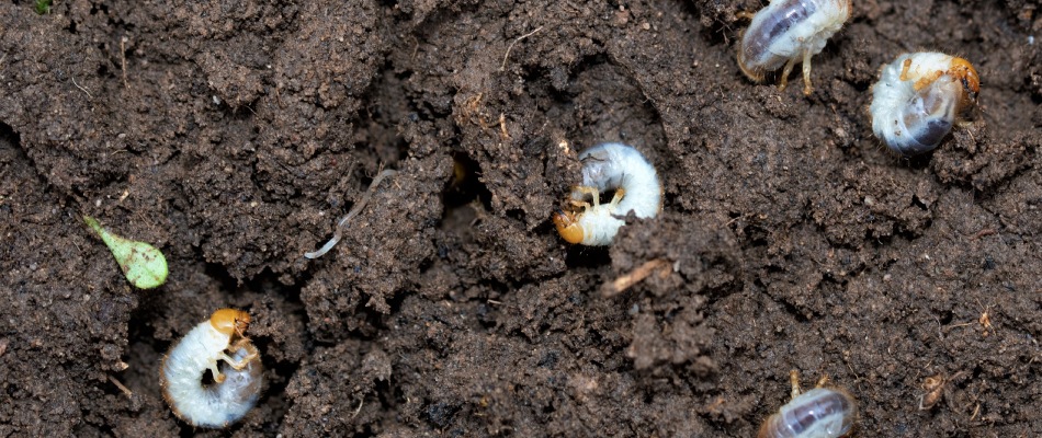 Grubs found in property's soil in Wooster, OH.