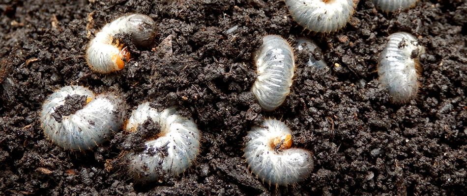 Grubs found in soil on a property in North Royalton, OH.