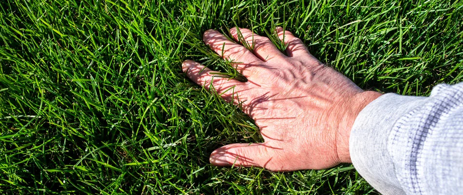 Hand feeling fertilized grown lawn in West Salem, OH.