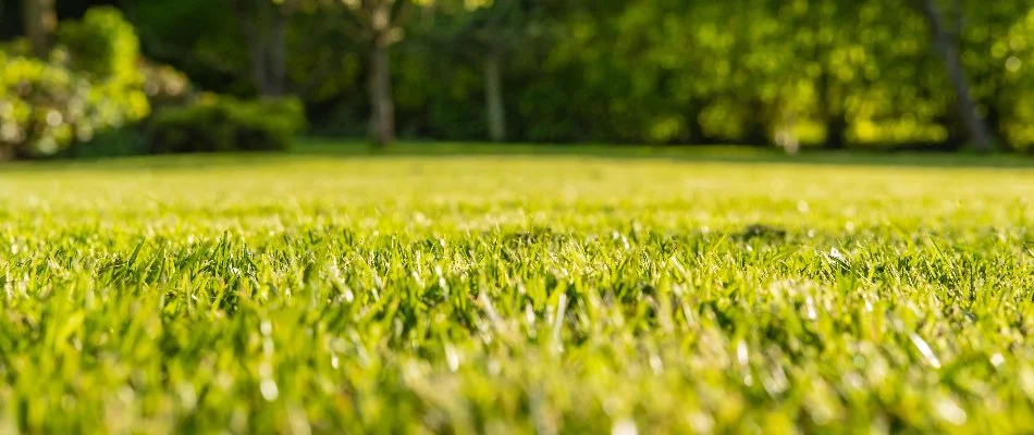 Healthy green grass in Upper Sandusky, OH.