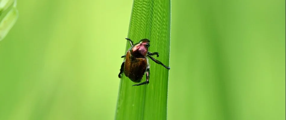 Japanese beetle on a blade of grass in Mansfield, OH.