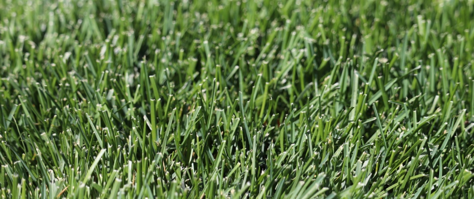 Kentucky bluegrass growing in lawn after overseed services in Mansfield, OH.