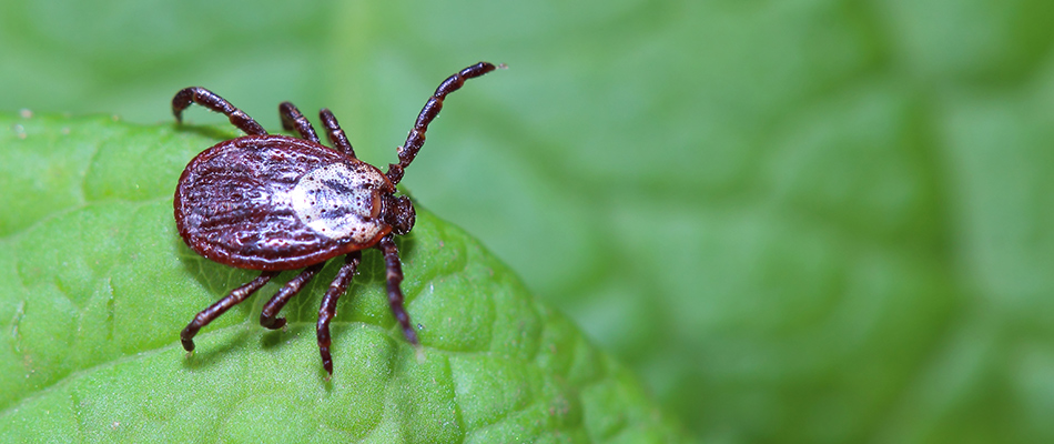 A gross looking tick is crawling on a green leaf in the Broadview Heights, OH area and nearby communities.