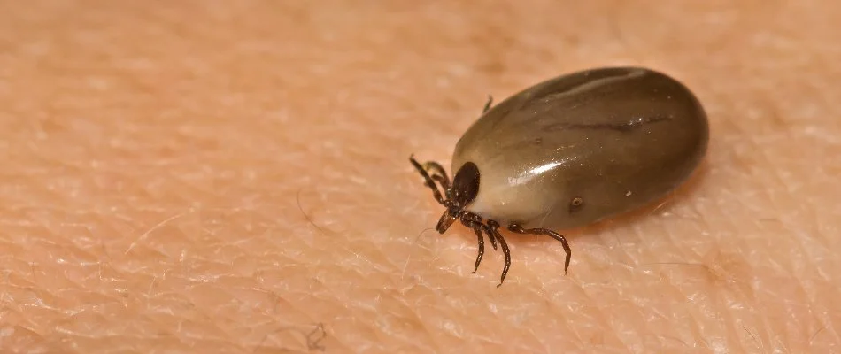 Large tick on skin in Avon Lake, OH.