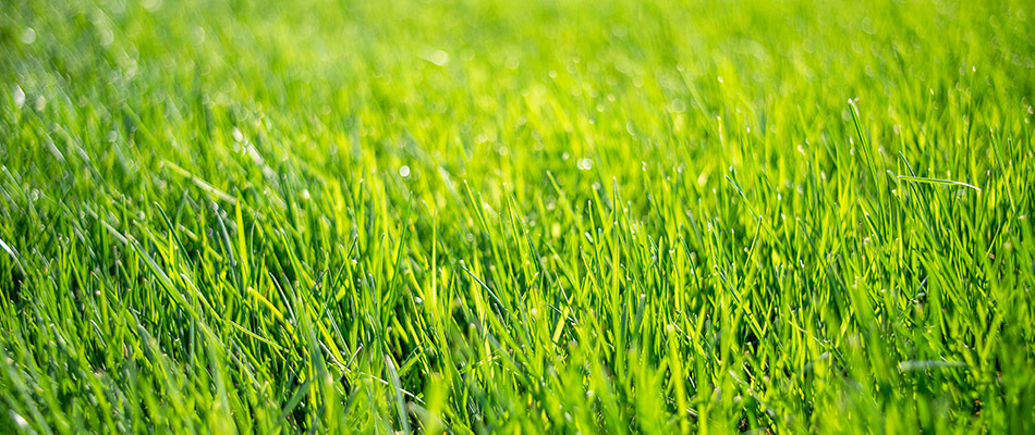 Sun rising on a dew covered blades of grass in Mount Vernon, OH.