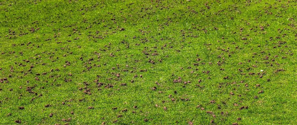 Lawn in Mansfield, OH, covered in soil cores after aeration.