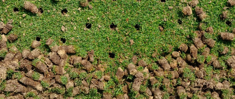 Lawn in Mansfield, OH, with aeration holes and plugs of soil.