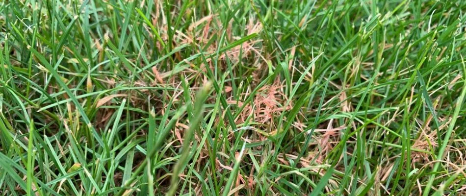 Red thread disease on a lawn in Mansfield, OH.
