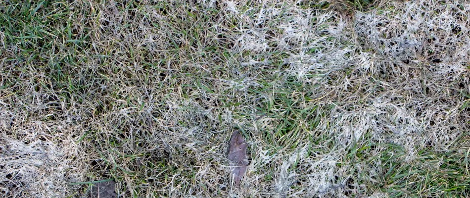 Lawn in Mansfield, OH, with snow mold disease.