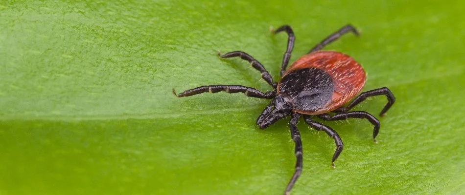 Leaf with a tick in Upper Sandusky, OH.