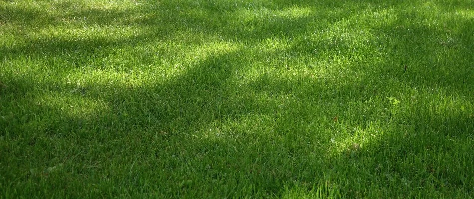 Lush, green grass blades in Willard, OH.