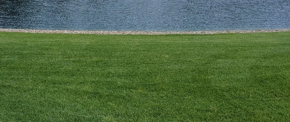 Lush green grass by a pond in Jeromesville, OH.