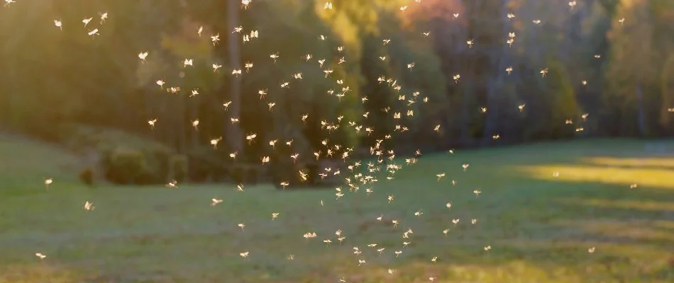 Many mosquitoes flying around on a property in Mansfield, OH.