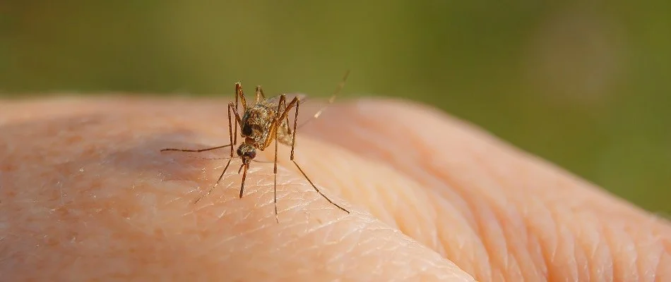 Skin getting bitten by a mosquito in Hudson, OH.