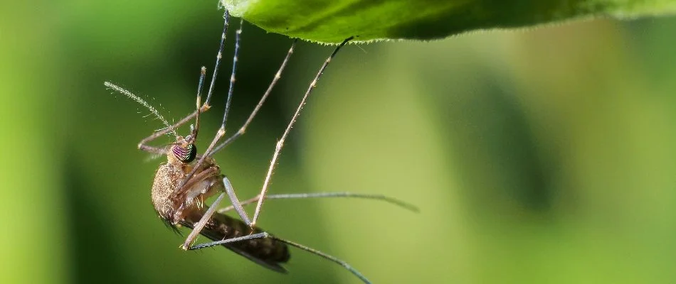 Mosquito hanging off a leaf in Blacklick, OH.