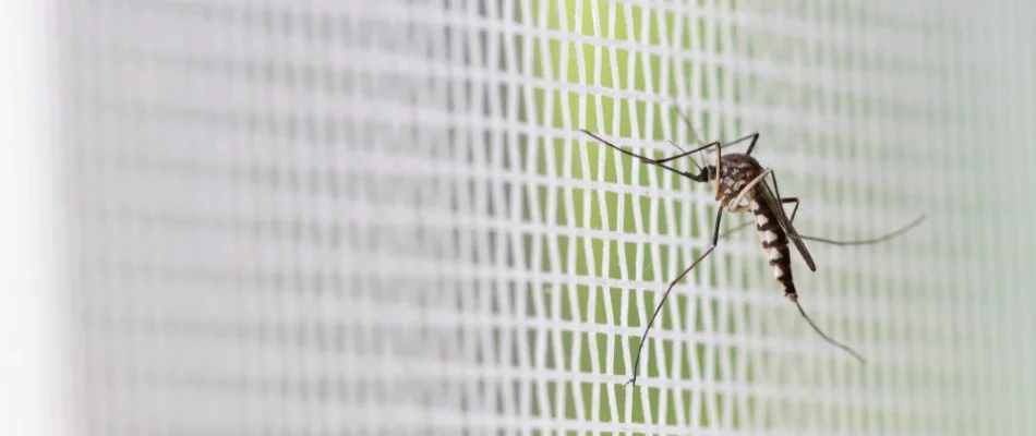 Mosquito on a white screen in Avon, OH.