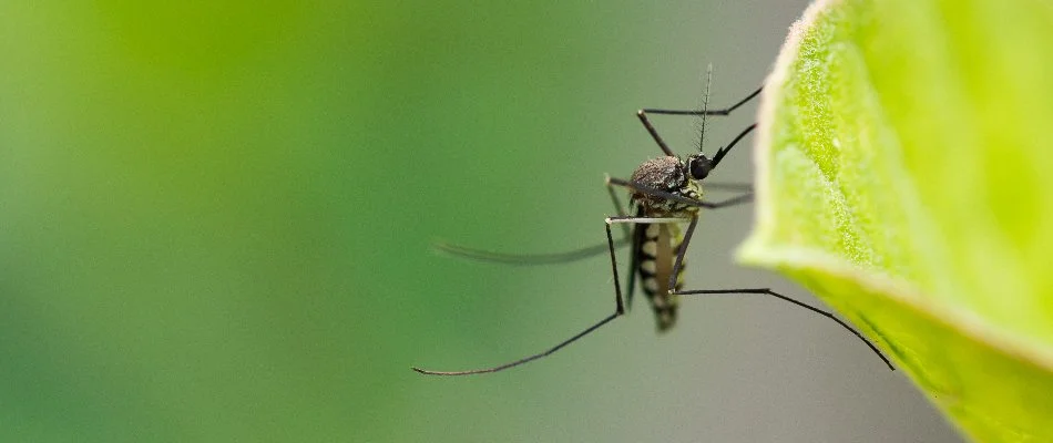 Mosquito resting on a leaf in Rocky River, OH.