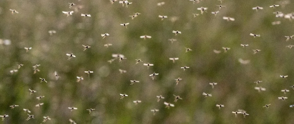 Mosquitoes flying around in Rittman, OH.