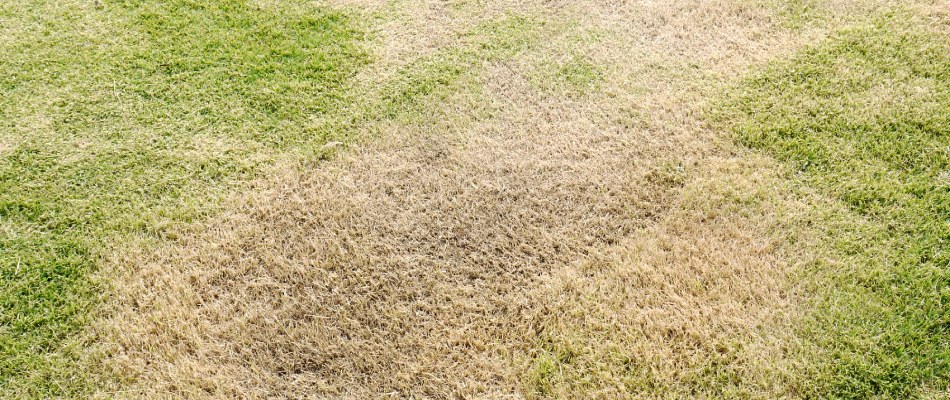 Patchy, dried out lawn needing lime treatments in Bellville, OH.