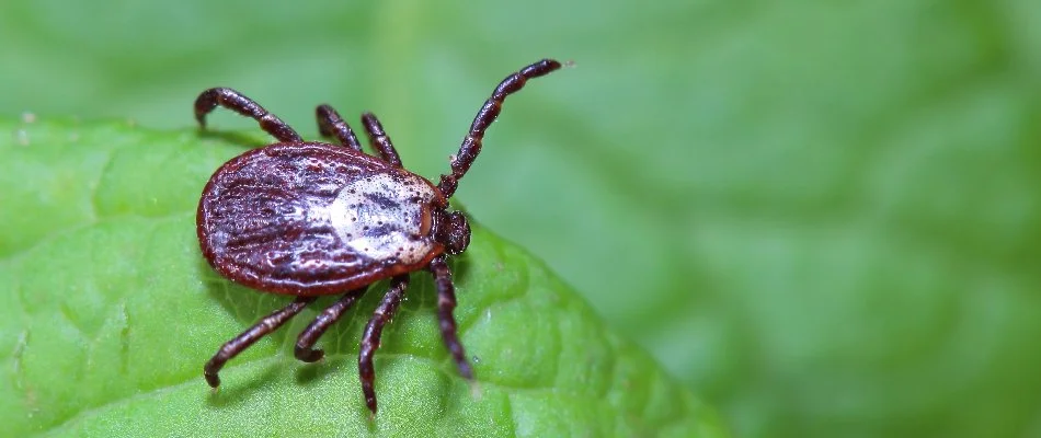Plant in New Franklin, OH, with a tick.
