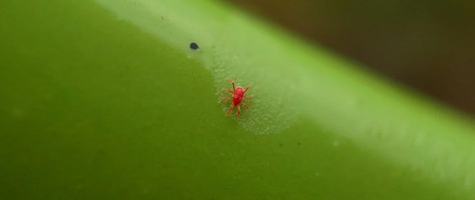 Red chigger on a green stem in Cuyahoga Falls, OH.