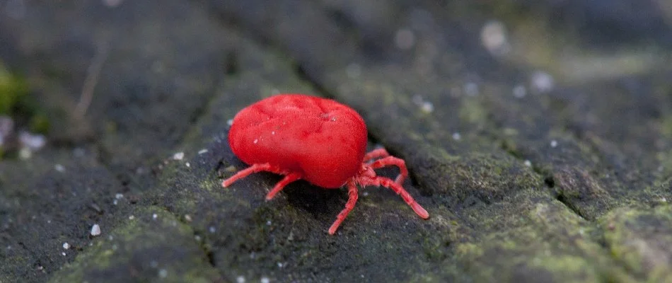Red chigger on wood in Orrville, OH.