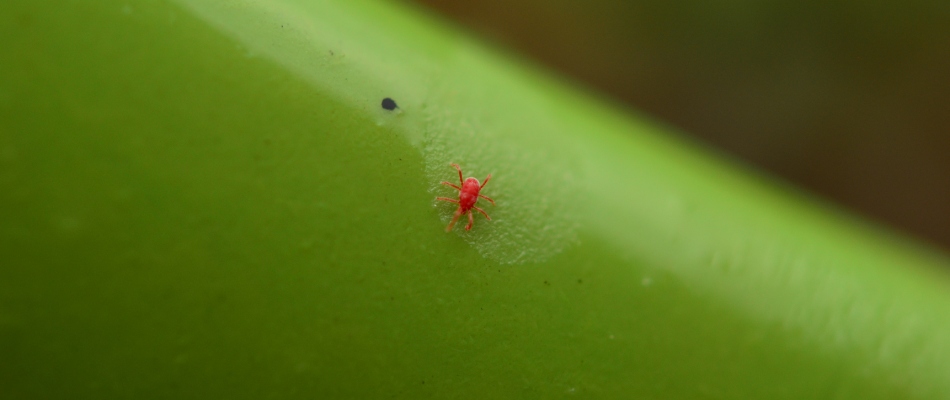 Tiny red chigger found on grass blade in Ashland, OH.