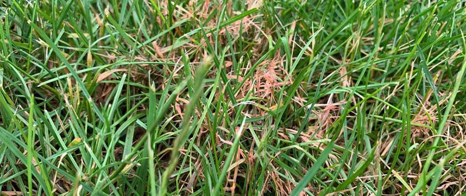 Red thread lawn disease seen in a yard near Mansfield, OH.