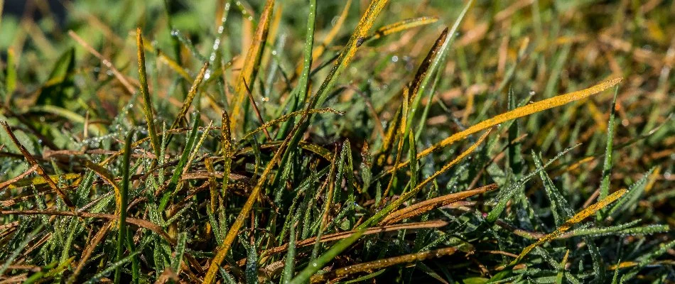 Rust disease infecting a lawn in Mansfield, OH.