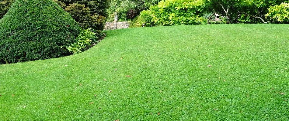 Shrubs near a green lawn in Avon Lake, OH.