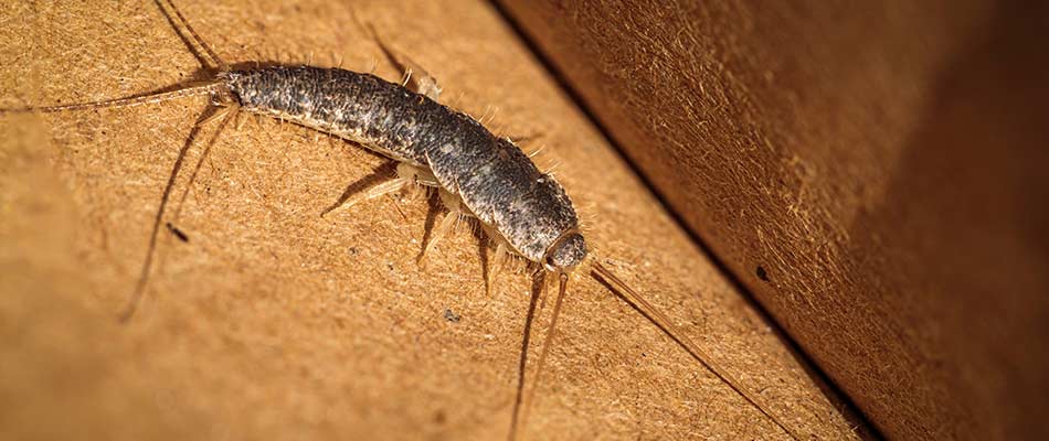 Silverfish spotted in a home near Middleburg Heights, OH.