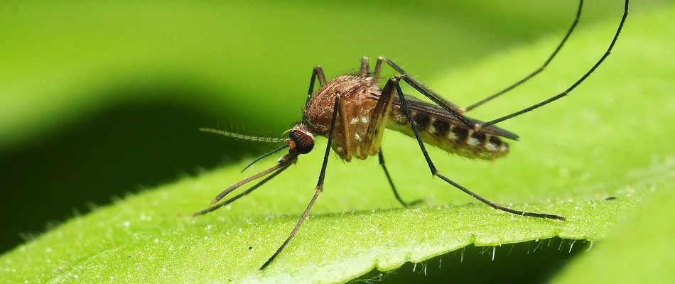 Mosquito standing on a leaf in Mansfield, OH.