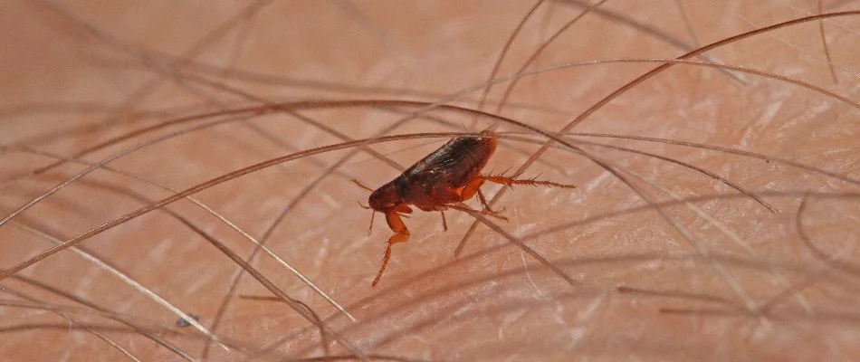 Skin with flea in Willard, OH.