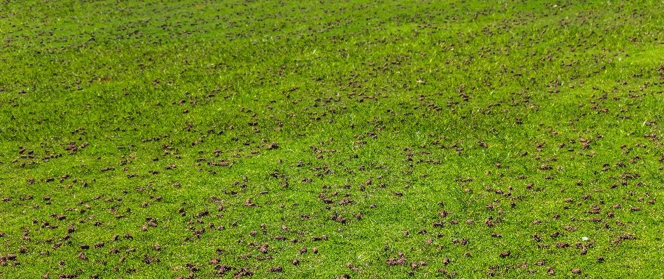 Soil cores on a lawn in Mansfield, OH, after core aeration.