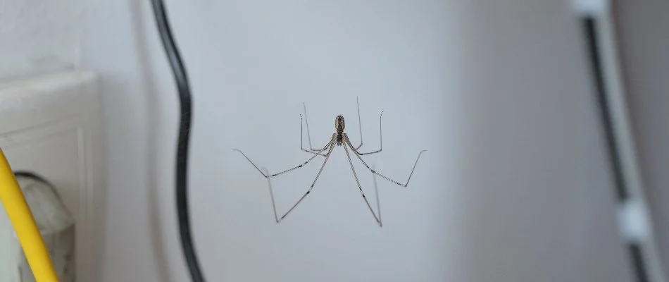 Spider near some wires in North Ridgeville, OH.