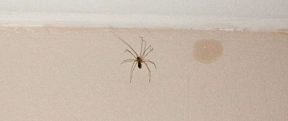 Spider on a wall in Twinsburg, OH.