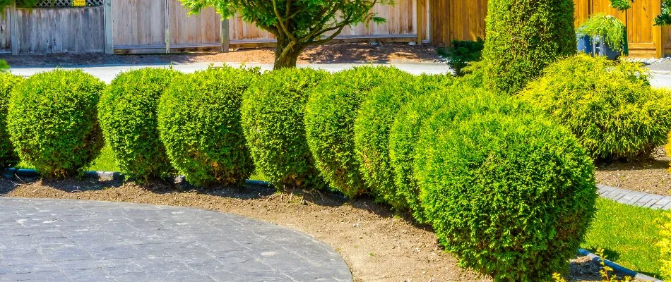 Thick green shrubs in Rittman, OH.