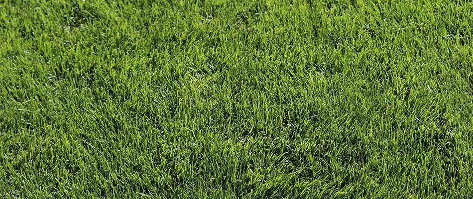 Thick Kentucky bluegrass lawn near Lexington, Ohio.