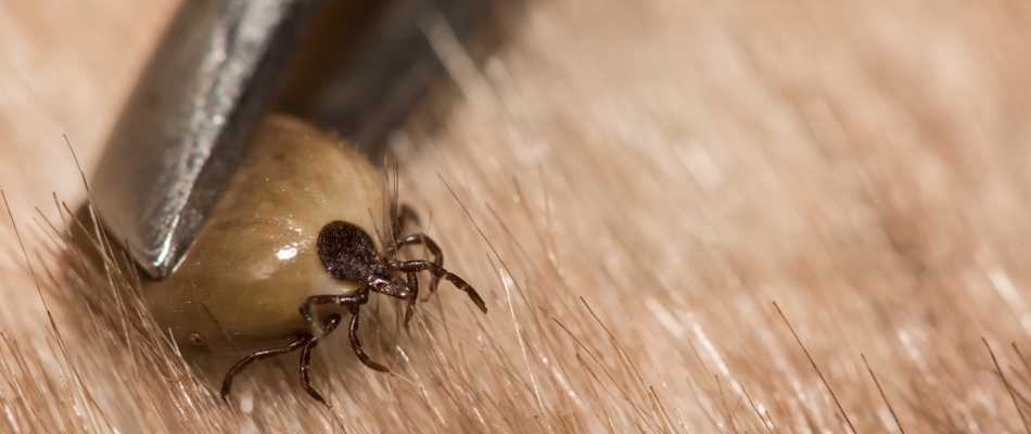 Tick being plucked out from homeowner's pet in Middleburg Heights, OH.