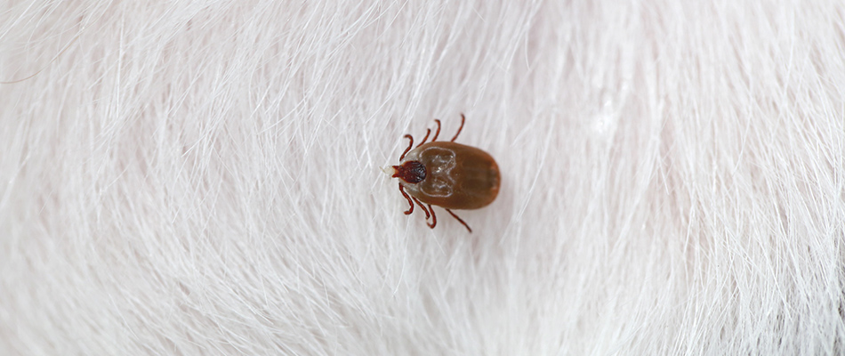 A nasty tick crawling on a dog's clean white fur in Powell, OH.