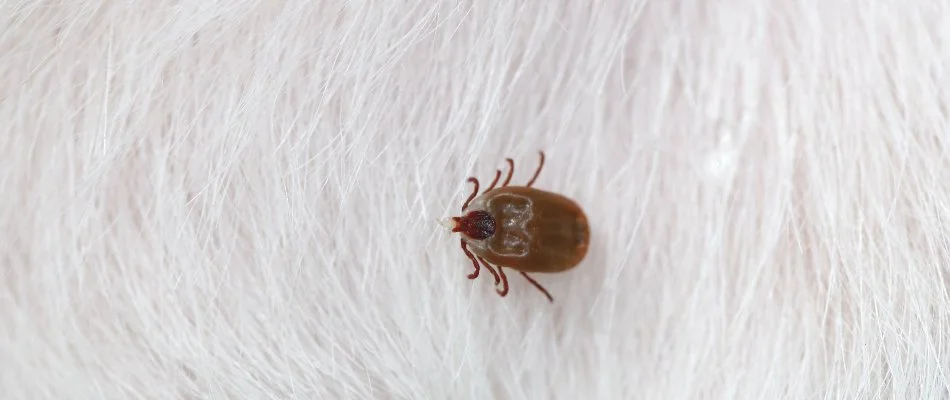 Tick on white fur in Olmsted Falls, OH.