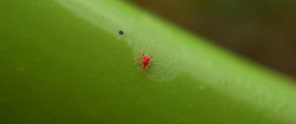 Tiny chigger found on a plant near Mansfield, OH.